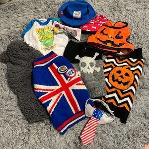 Assorted Small Dog Coats and Accessories